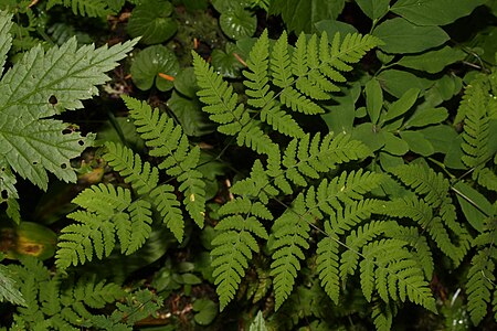 Gymnocarpium dryopteris 6030