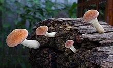 Gymnopilus purpuratus (Cooke & Massee) Singer 414307.jpg