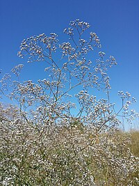 G. paniculata, brudslöja