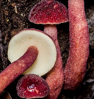 <i>Gyroporus purpurinus</i> Species of fungus