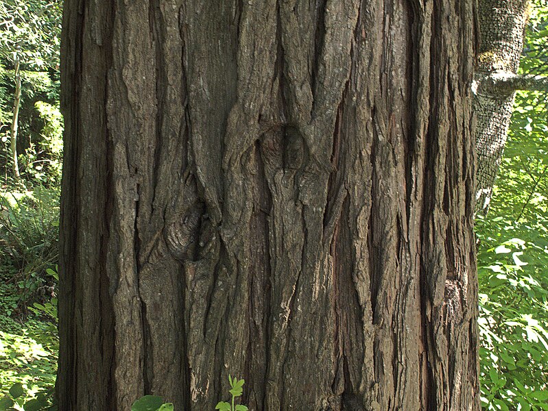 File:H20110613-3607--Calocedrus decurrens (bark)--RPBG (32272123536).jpg