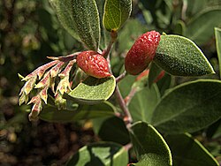 H20140731-3146—Tamalia coweni (Manzanita Leafgall Aphid) on Arctostaphylos parryana—RPBG (14636065667).jpg