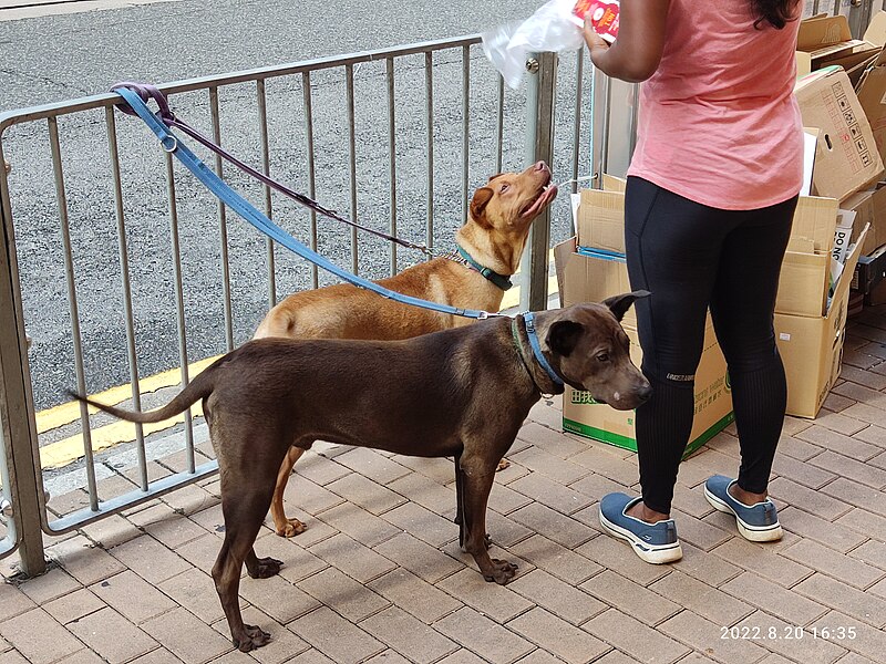 File:HK SYP 西環 Sai Ying Pun 德輔道西 Des Voeux Road West pet dog parking n walking brown n black hairs August 2022 Px3 18.jpg