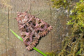 <i>Sideridis rivularis</i> Species of moth