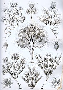Haeckel Flagellata.jpg