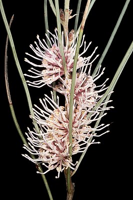 Цветущая Hakea invaginata.