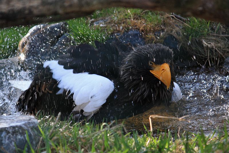 File:Haliaeetus pelagicus, ZOO Praha 915.jpg