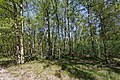 Birch wood in Wittmoor