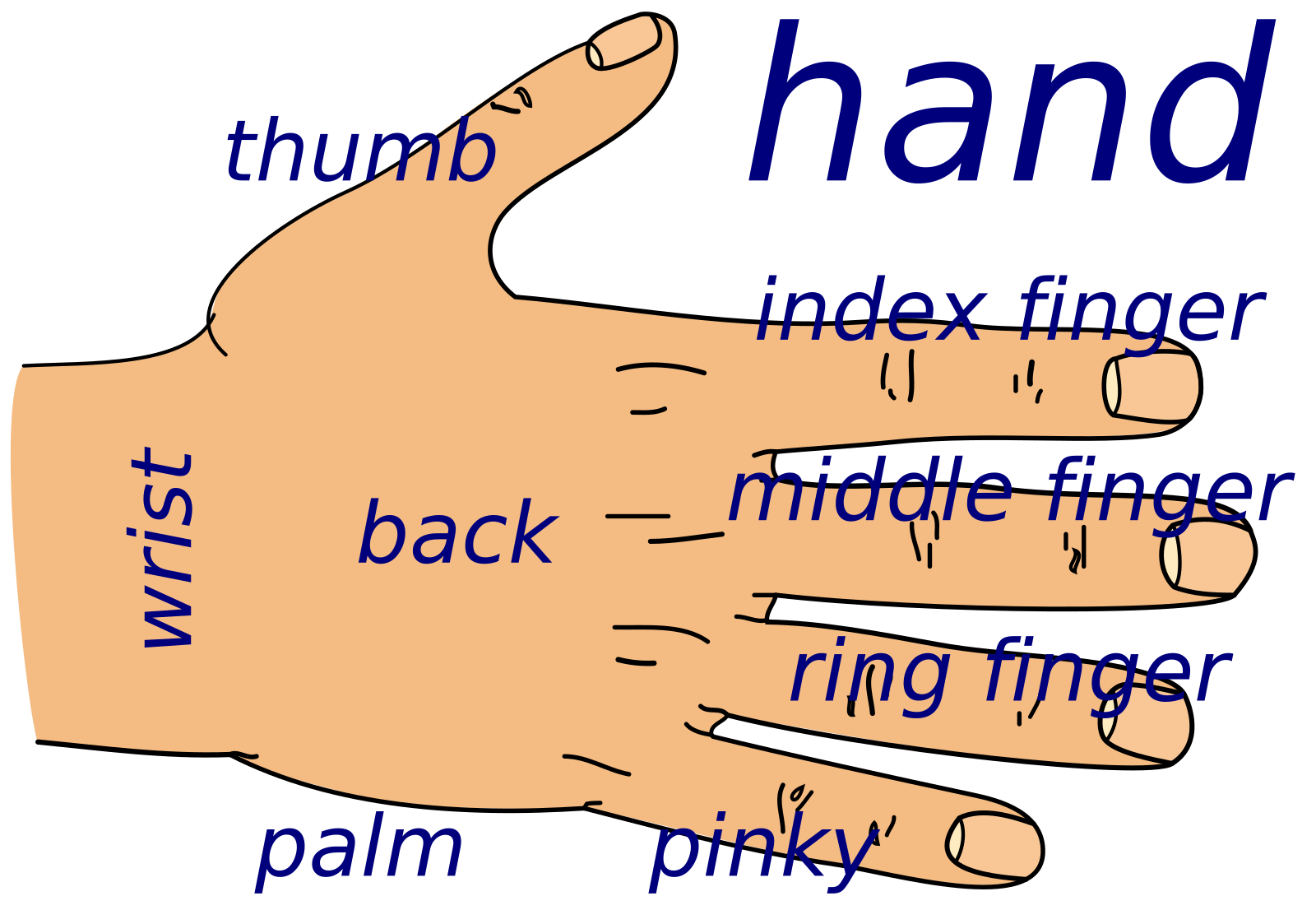 Hand arm перевод. Hand на английском. Hand Parts. Arm и hand различия. Безымянный палец англ.