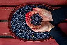 Bilberries have dark red juice that stains hands
