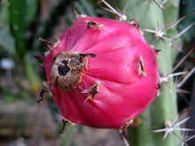 Harrisia pomanensis.jpg