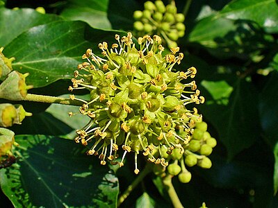 Hedera helix Inflorescence