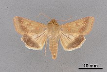 Helicoverpa fletcheri MEM354011.jpg