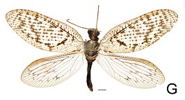 Hemerobius subtriangulus