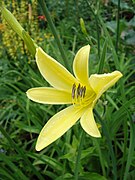 Hemerocallis citrina