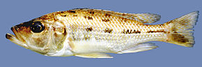 Descrição da imagem Hemitaeniochromis urotaenia.jpg.