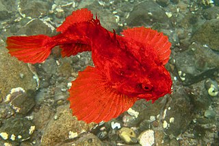 <i>Hemitripterus americanus</i> Species of fish