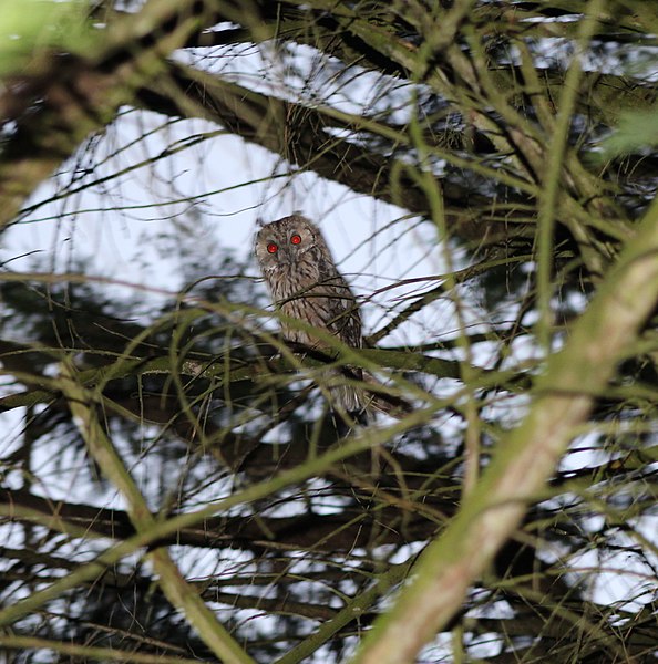 File:Hibou Route Amitié St Cyr Menthon 2016-08-22 1.jpg