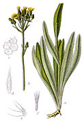 Hieracium praealtum