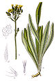 Hieracium praealtum plate 59