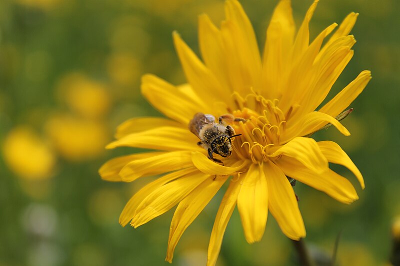 File:Honeybee on Tragopogon.jpg