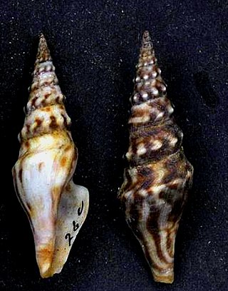 <i>Hormospira</i> Genus of gastropods