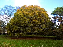 Hornbeam tree in the park Hornbeam tree at Waterloo Park, Norwich.jpg