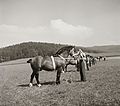 Horse, equestrian sports, saddle Fortepan 92308.jpg