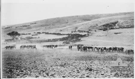 Horses at Jemmameh 8 November 1917 (AWM A02730).jpg