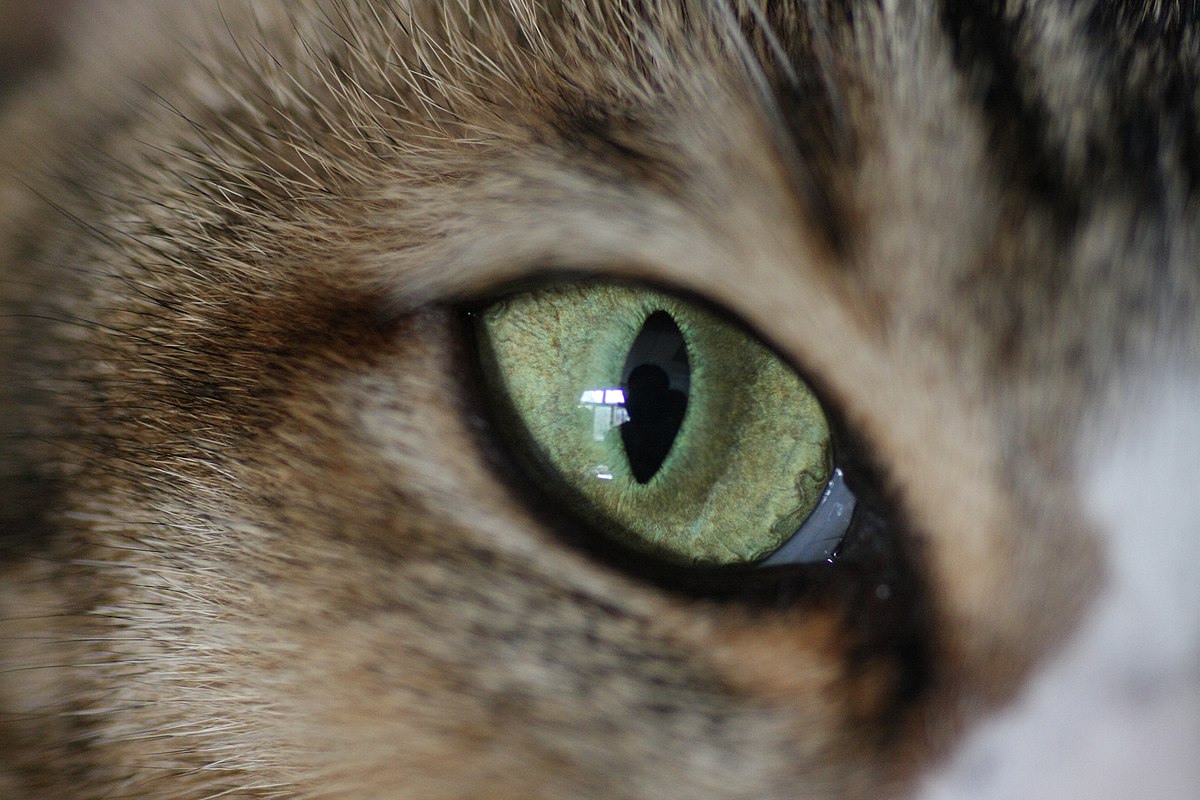 File:Cats eye.jpg - Wikimedia Commons