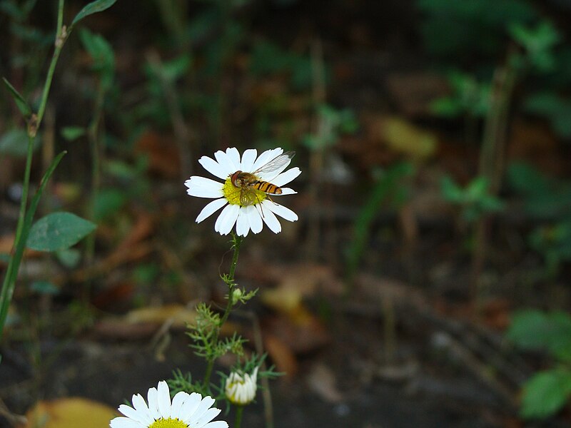 File:Hoverfly in the Setun's river Valley.JPG