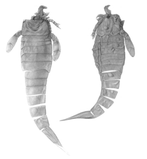 Hughmilleriidae Extinct family of eurypterids