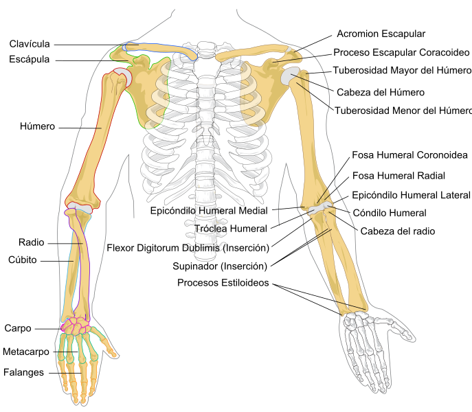 File:Human arm bones diagram-es.svg