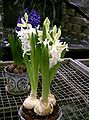 Hyacinthus orientalis1.jpg