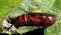 Hyblaea puera (The Teak Defoliator) (2) (29798819784).jpg