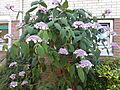 Hydrangea aspera Macrophylla (Nijmegen).JPG