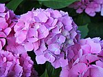 Hydrangea macrophylla 'Holstein'