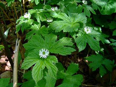 Растения 9 букв. Hydrastis canadensis. Желтокорень гидрастис. Гидрастис 3. Желтокорень канадский.