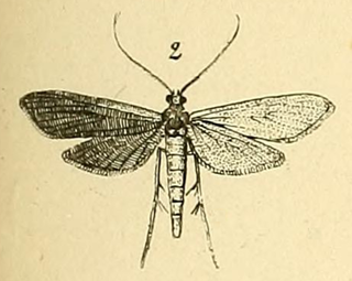 <i>Hymenoptychis</i> Genus of moths