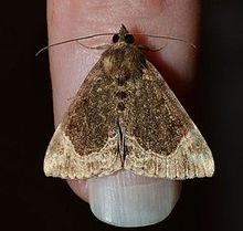 Hypena abalienalis - Белый мотылек Bomolocha Moth (14836198588) .jpg