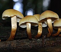 7.2.18 Graublättriger Schwefelkopf