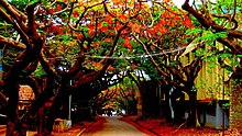 Gulmohar Marg, IISc Campus IISC Bangalore Campus.jpg