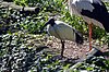 Ibis sacru (Zoo-Amiens) .JPG