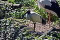 Ibis sacré (Zoo-Amiens).JPG