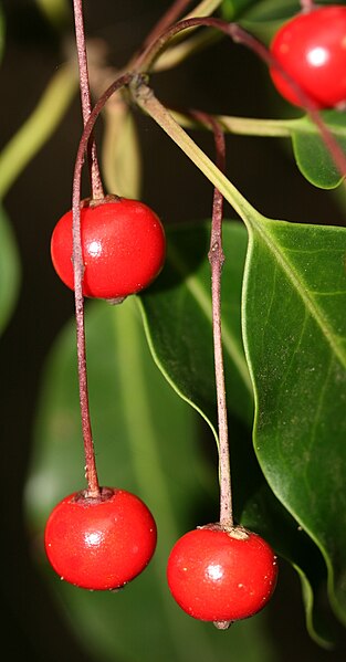 File:Ilex pedunculosa fruit detail.jpg