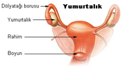 Yumurtalık için küçük resim