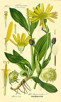 Illustration_Arnica_montana-clean.jpg