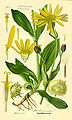 Arnica montana plate 578 in: Otto Wilhelm Thomé: Flora von Deutschland, Österreich u.d. Schweiz, Gera (1885)