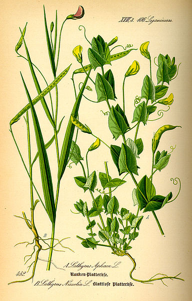 File:Illustration Lathyrus nissolia0.jpg