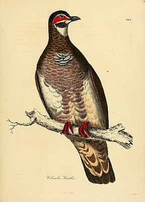 Illustrations of ornithology (Color Plate 104) (7748050330) .jpg